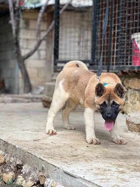 Top breed line American akita male and female for sale 5