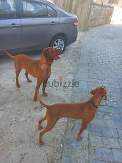 Braque de Vizsla