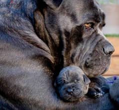 canecorso blue