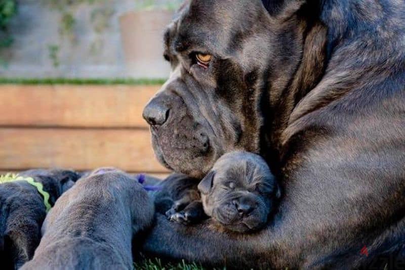 canecorso blue 1