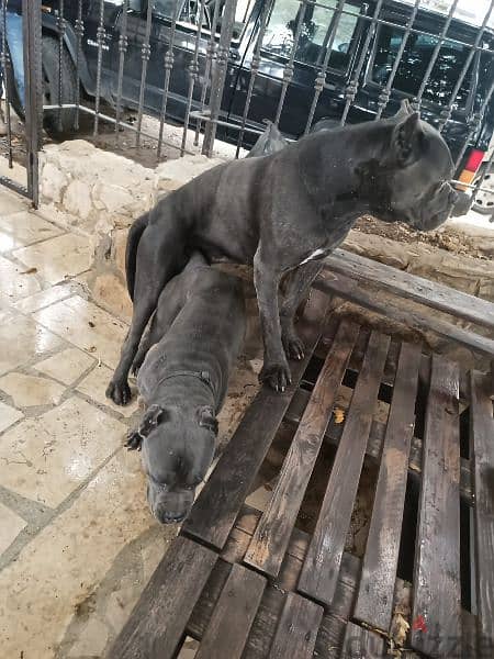 canecorso blue 2