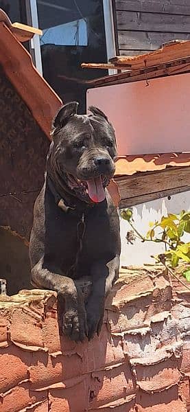 canecorso blue 3