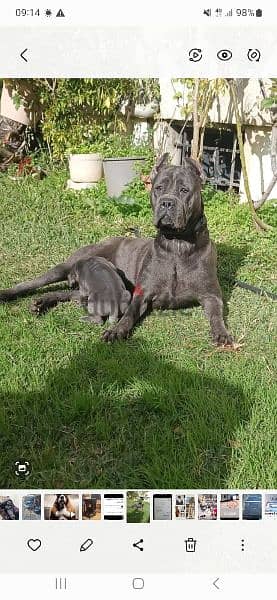 canecorso blue 4