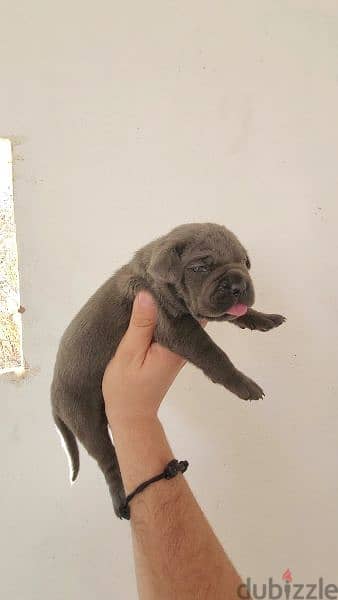 canecorso blue 6