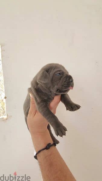 canecorso blue 8