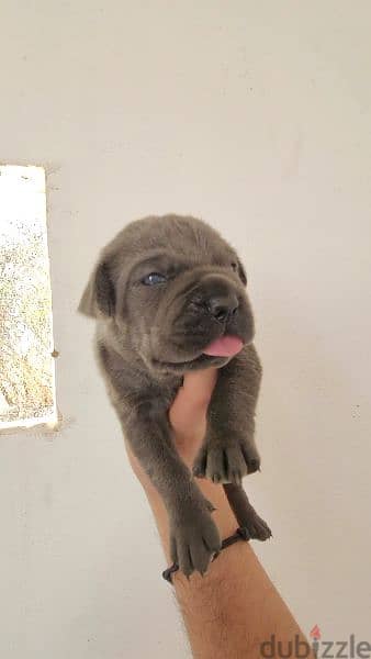 canecorso blue 9