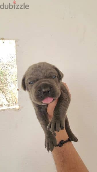 canecorso blue 10