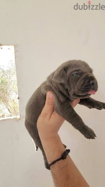 canecorso blue 11