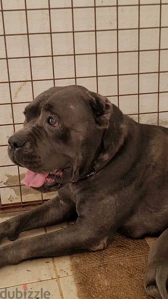 canecorso blue 14