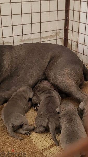 canecorso blue 15