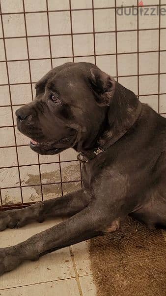 canecorso blue 16