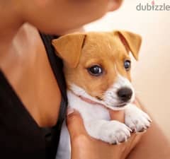 Cutest Jack Russell puppies pure breed available/Delivery/ Dog/كلب جرو 0