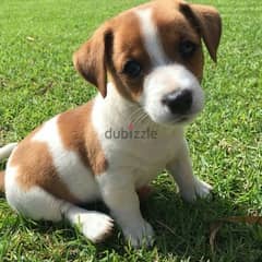 Jack Russell puppies pure breed Dog/Delivery/ كلب جرو