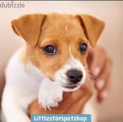 Cutest Jack Russell puppies pure breed available/ Delivery/ Dog/كلب 0