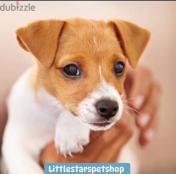 Cutest Jack Russell puppies pure breed available/ Delivery/ Dog/كلب 0