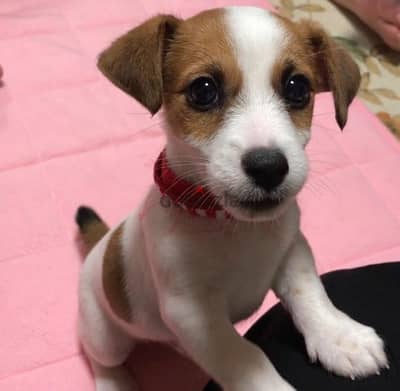 Jack Russell puppies pure breed Dog/Delivery/كلب جرو