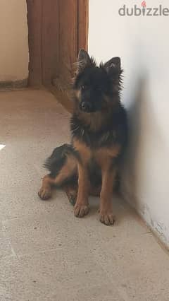 5 months k9 Gsd