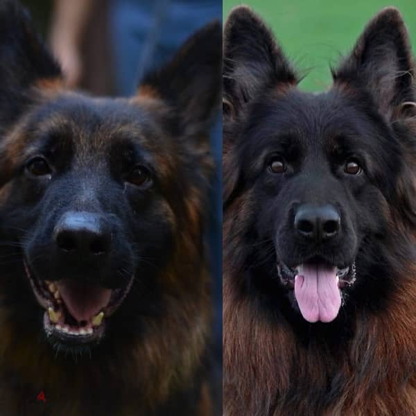 German Shepherd Gsd Male and Female 4