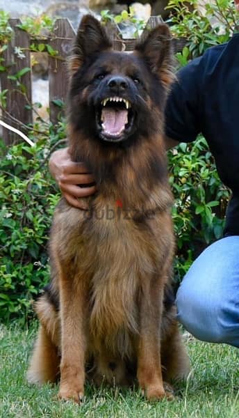 German Shepherd Gsd Male and Female 5