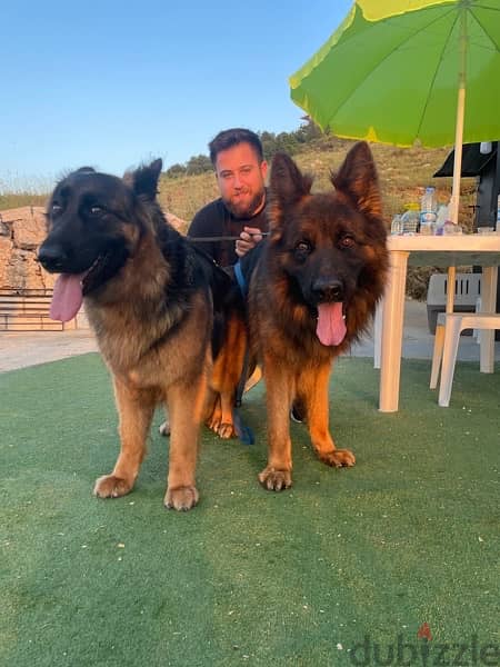 German Shepherd Gsd Male and Female 9