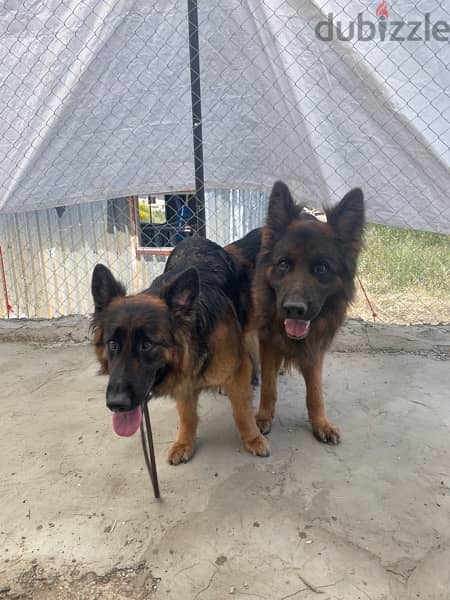 German Shepherd Gsd Male and Female 10