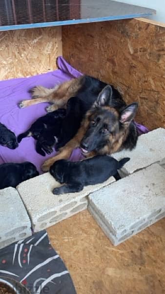 German Shepherd Gsd Male and Female 11