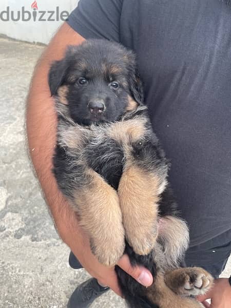 German Shepherd Gsd Male and Female 12