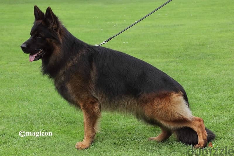 German Shepherd Gsd 1