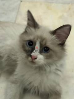 Female Ragdoll Cat 0