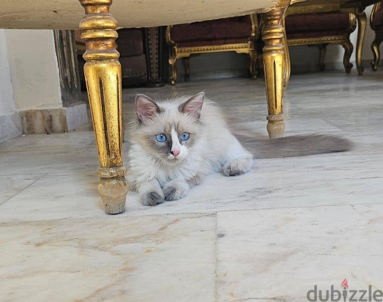 Female Ragdoll Cat 1