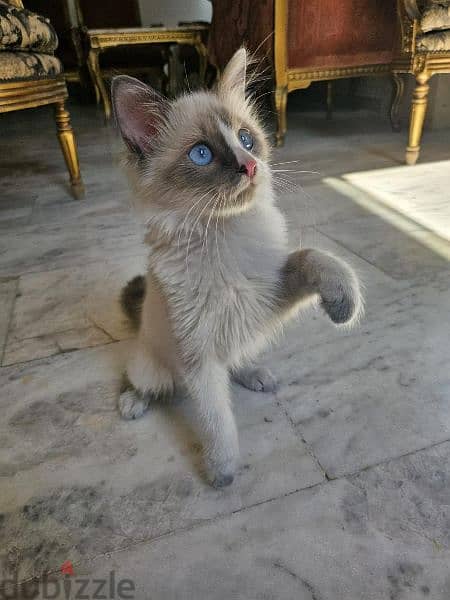 Female Ragdoll Cat 2