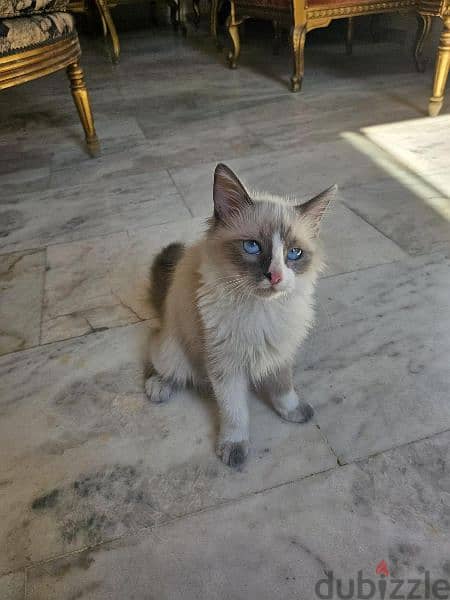 Female Ragdoll Cat 3