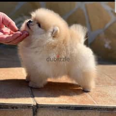 pomeranian Male and female teacup toy face 70993656 0