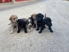 Labrador Puppies