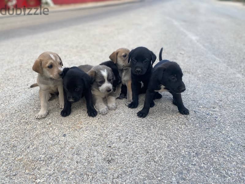 Labrador Puppies 0