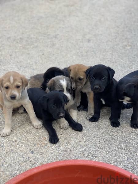 Labrador Puppies 1