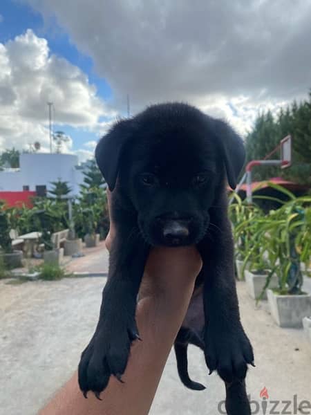 Labrador Puppies 2