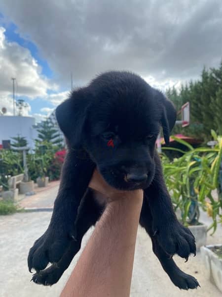 Labrador Puppies 3