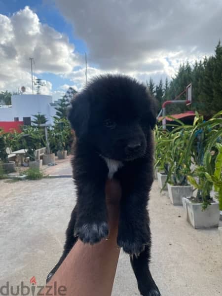 Labrador Puppies 4