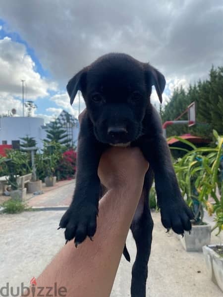 Labrador Puppies 5