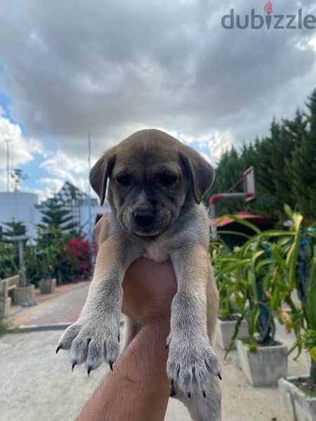 Labrador Puppies 6