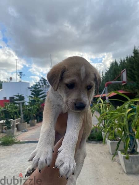 Labrador Puppies 7