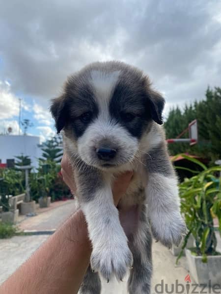 Labrador Puppies 8