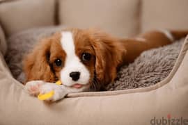 Cavalier King Charles puppies / dogs كلاب