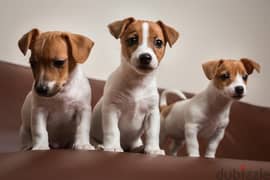 Jack Russell Puppies / dogs كلاب