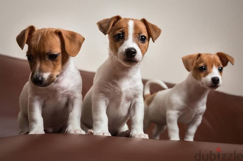 Jack Russell Puppies / dogs كلاب 0