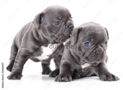 Frensh Bulldog Puppies / dogs كلاب