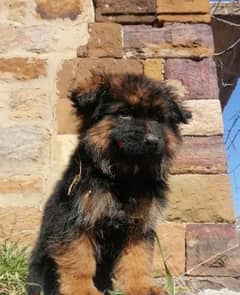 German Shepherd male Puppy 0