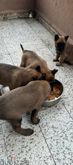 puppy's malinois