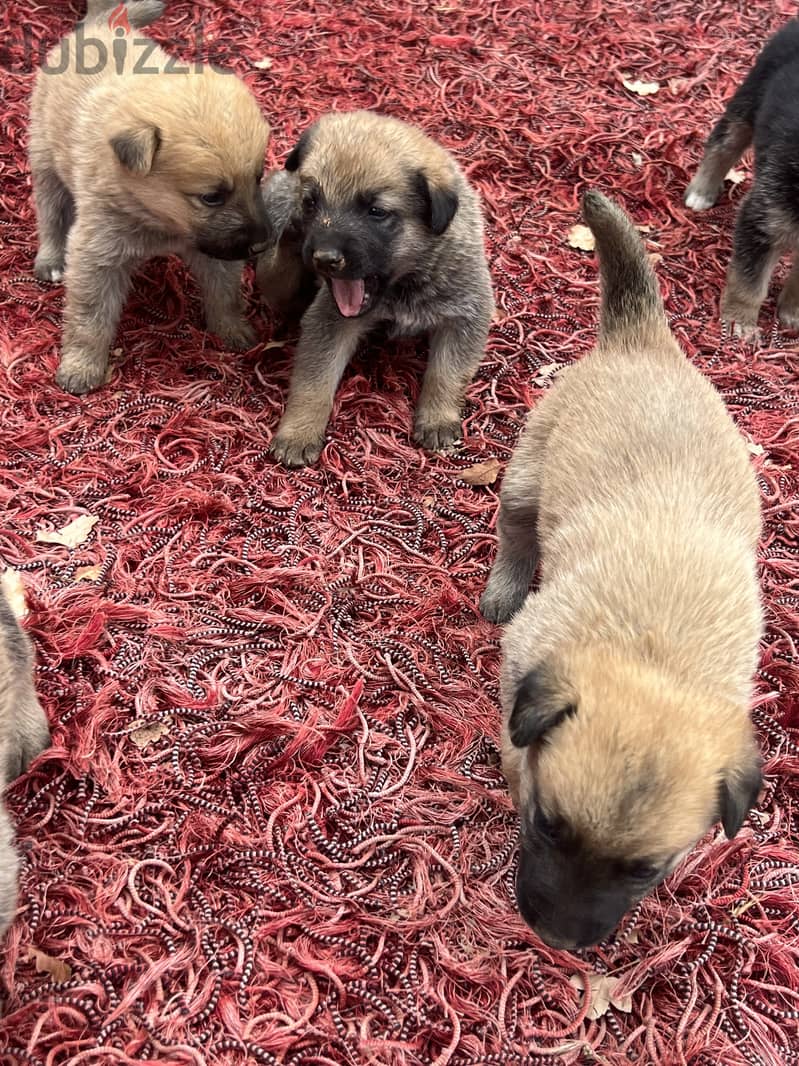 Pure malinois males and females for sale 5